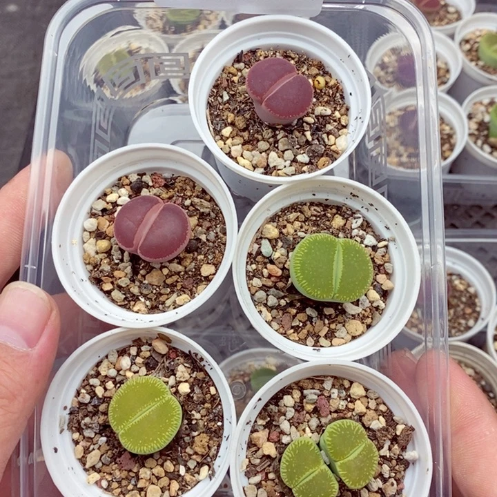 4032。
