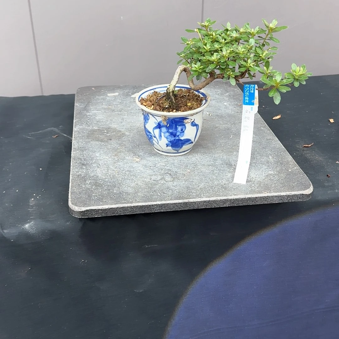 无花朵花卉苗木等农作物