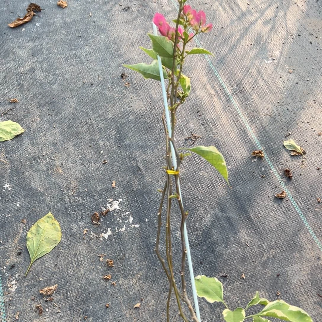 无花朵【高蜡染粉一棵】随机发货福利款不售后