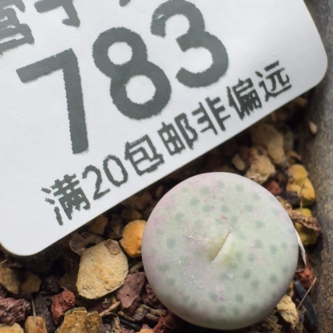 奶油嘴。 脱土。
