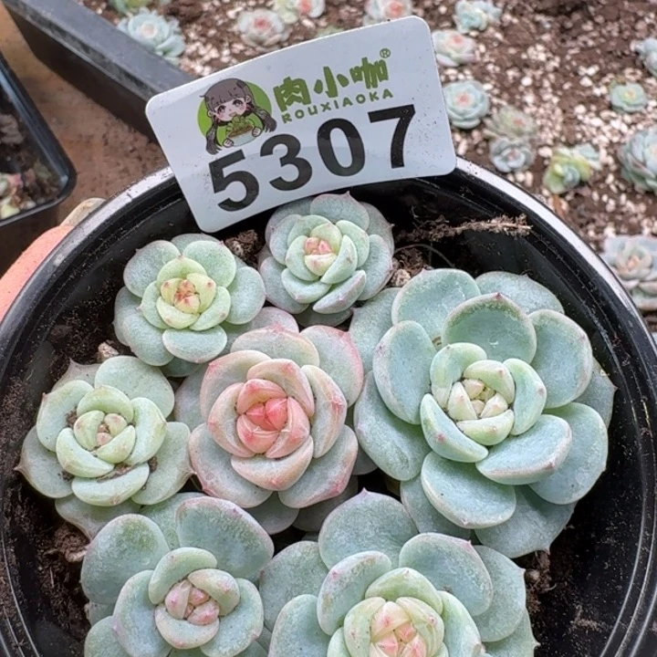 多肉植物多头植物