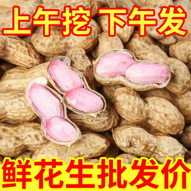 2025新鲜湿花生现挖湿花生带壳花生生吃农家新鲜可水煮沙土花生