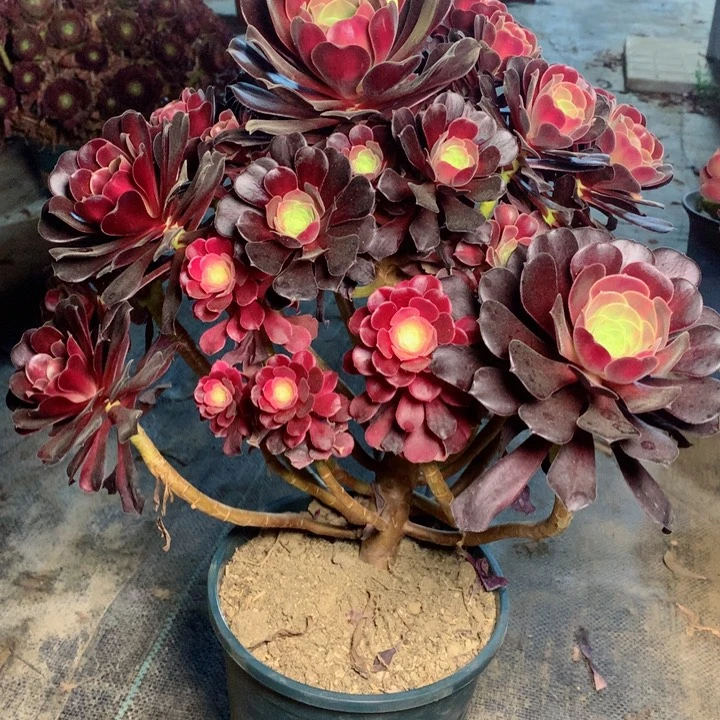 809华纳多肉一物一拍