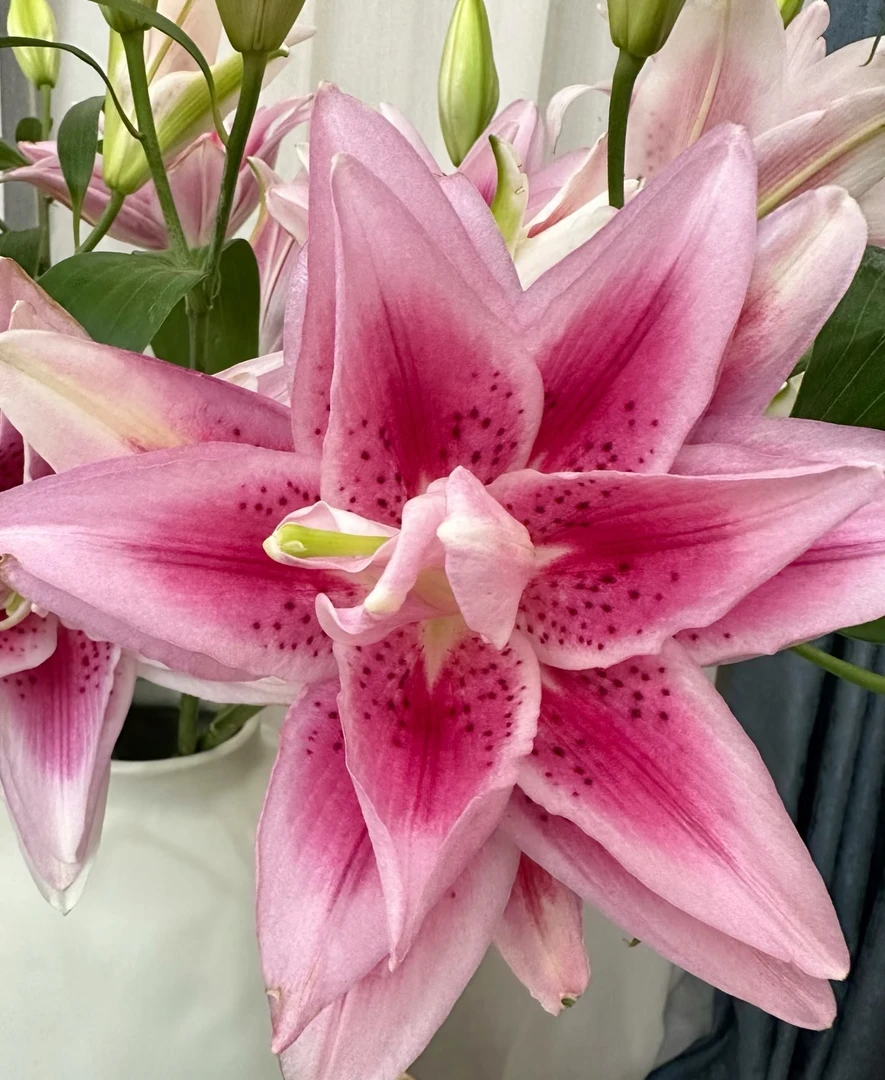 A级 茉莉（新品）重瓣香水百合