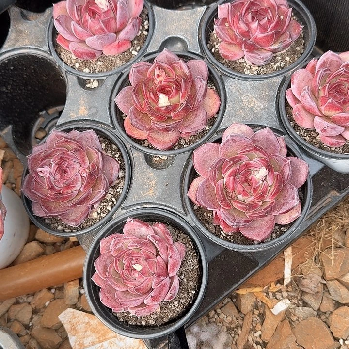 夜魔侠多肉植物1棵