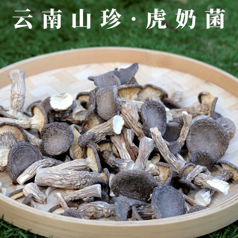 云南山珍  野生虎奶菌  农家采摘晾晒干货
