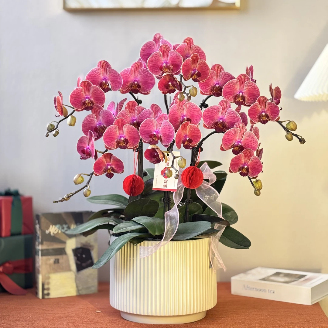 蝴蝶兰《聚宝橘子》年宵爆款 好养耐养苗情优质叶片碧绿 基地直发