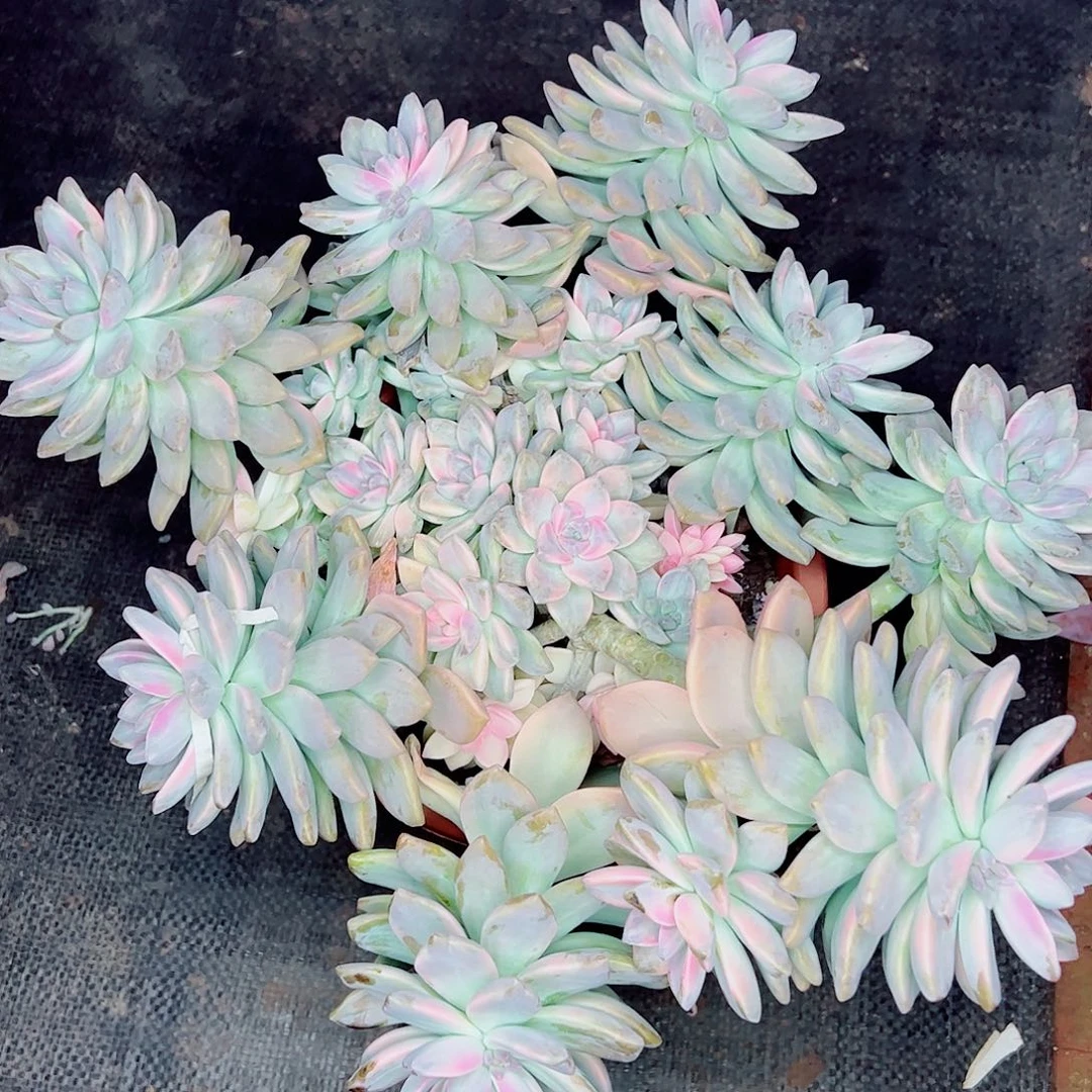 淡雪锦大群，一物一拍