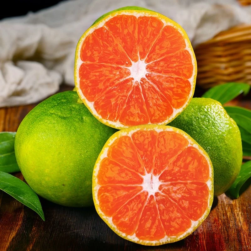 台州海岛早熟无核无籽皮薄大丰蜜桔青皮橘子新鲜应季水果现摘现发