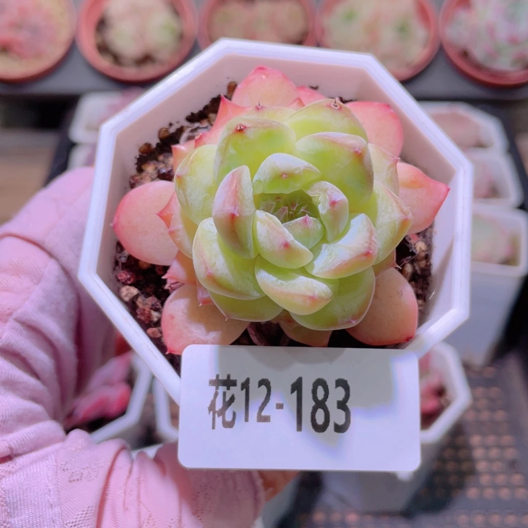 花利美12-183冰钻