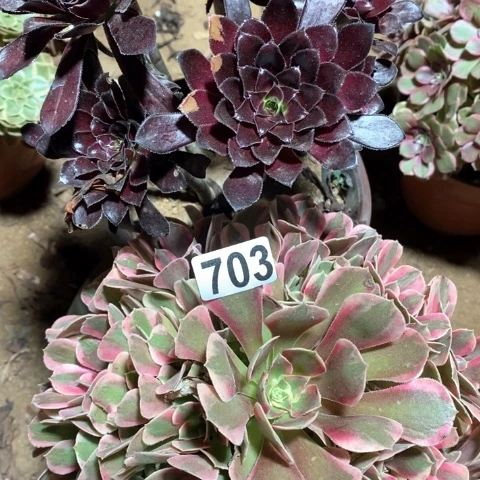 703两颗法师多肉植物