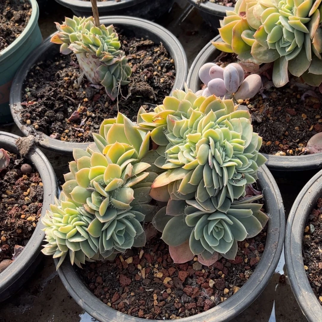 大部分开放少量花苞星哪塔缀化