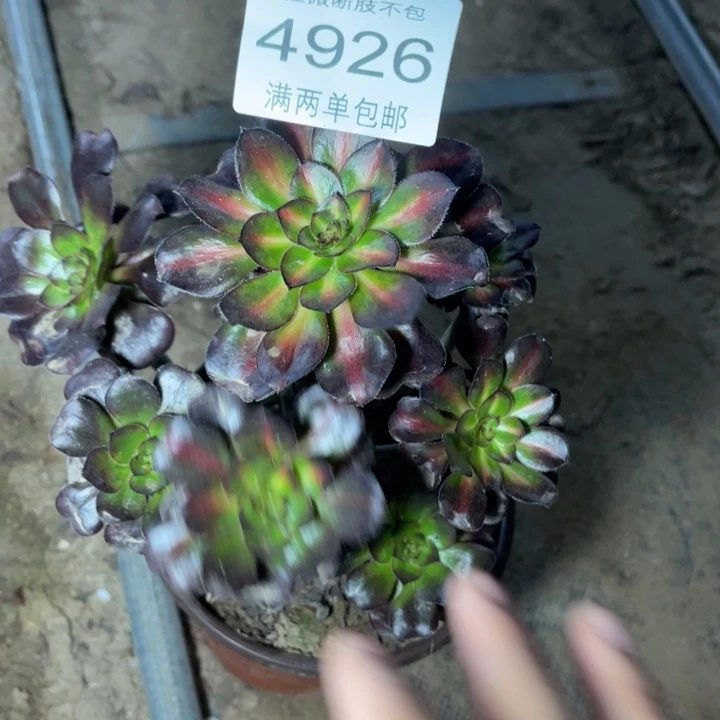 4926晚霞的人多肉的