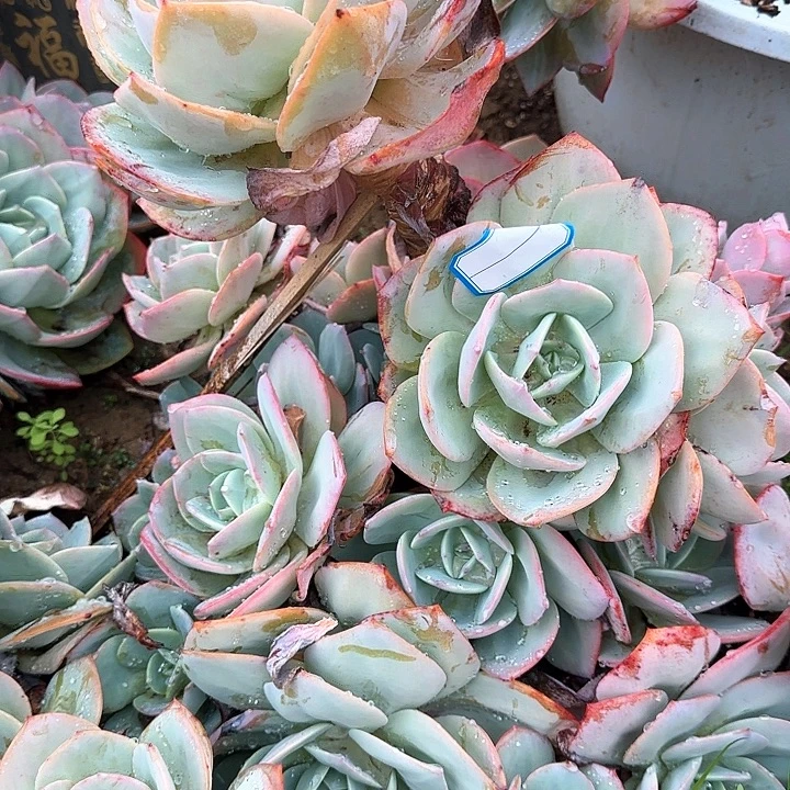 完全开放用户5586 血凤288