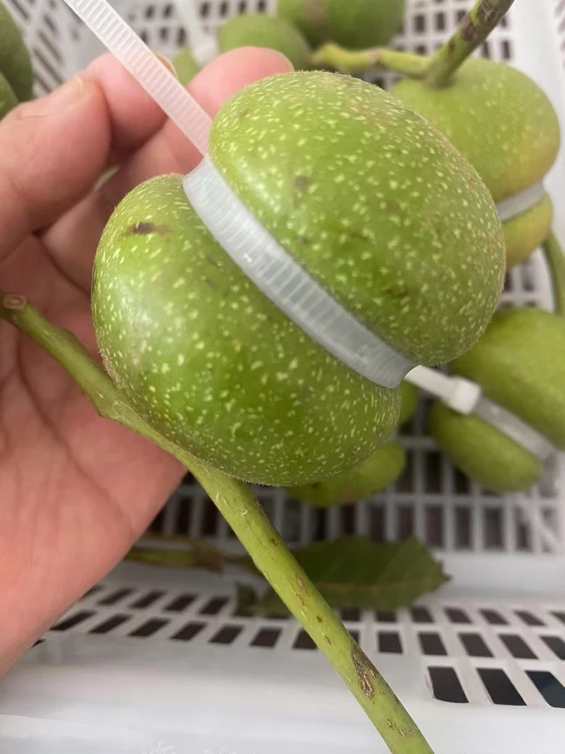 文玩核桃青皮葫芦一对不退不换