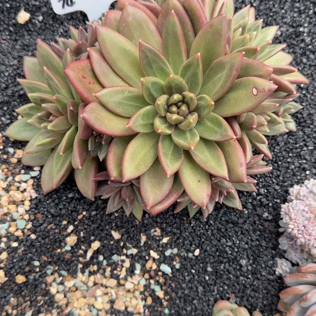 憧***花一物一拍迷雾泡泡捧花74