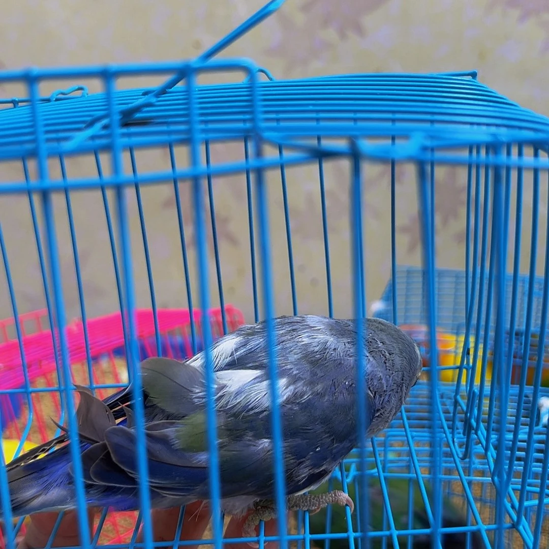 桃脸牡丹鹦鹉一只特色牡丹