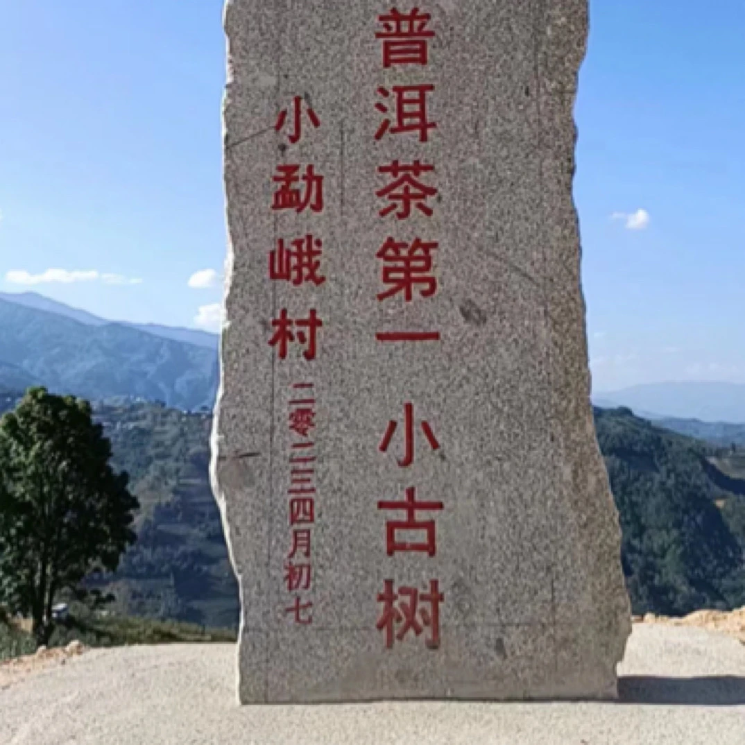 小勐峨藤条茶古树核心地块高级茶叶云南普洱茶饼茶叶正宗