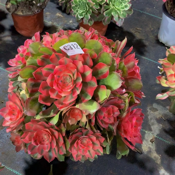 风****?香3120000000000