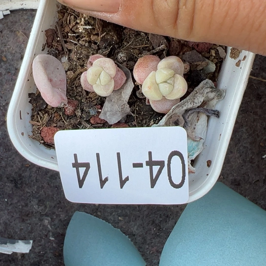 M****t小卡拉米糖心一物一拍4-114