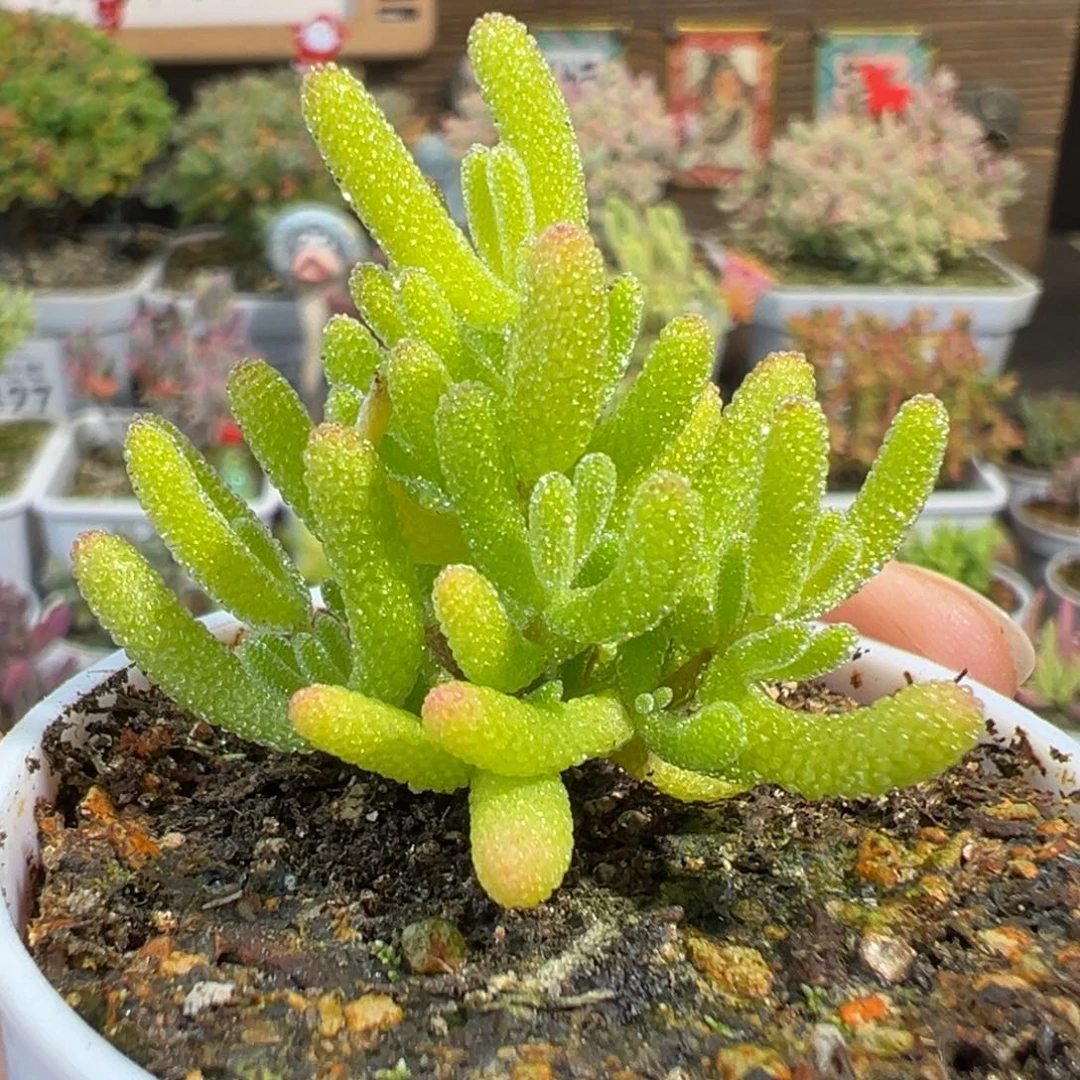 4-848冰糖五圆盆小直腿