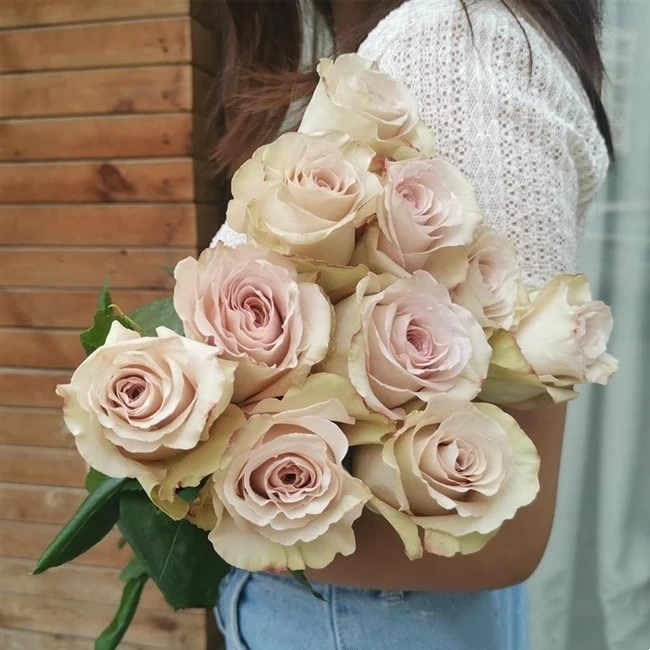 【买三送一】流沙 切花玫瑰月季 灌木复古 多季开花扦插苗