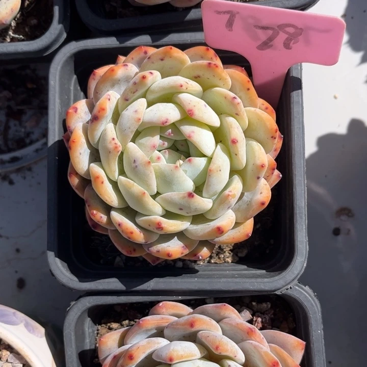 橙梦露多肉植物2 8