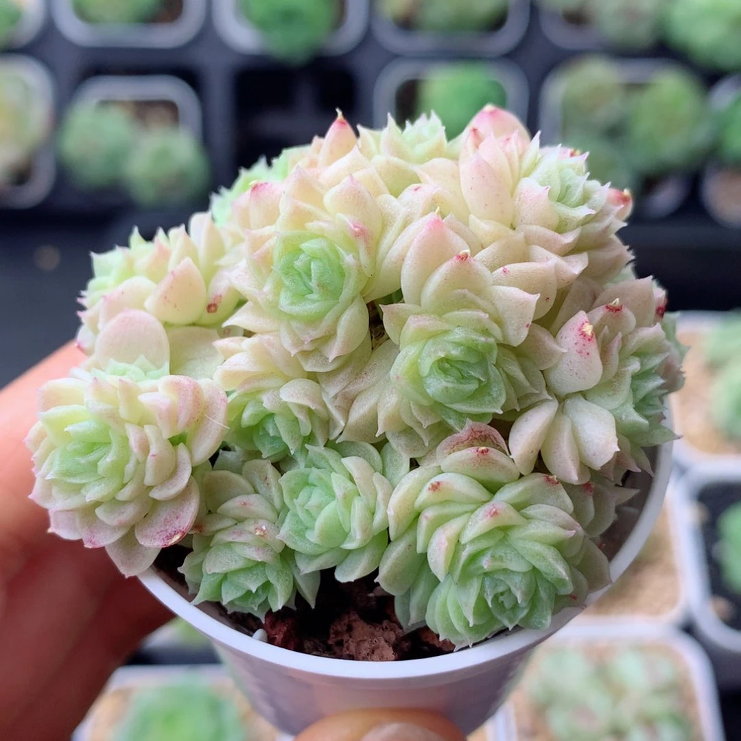 58包邮  群生不包整 103