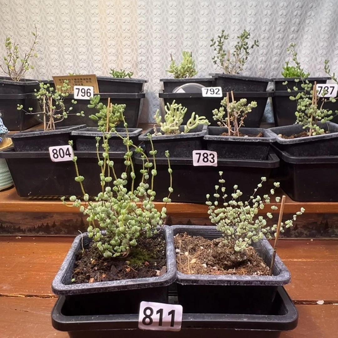 枝干番杏多肉植物811