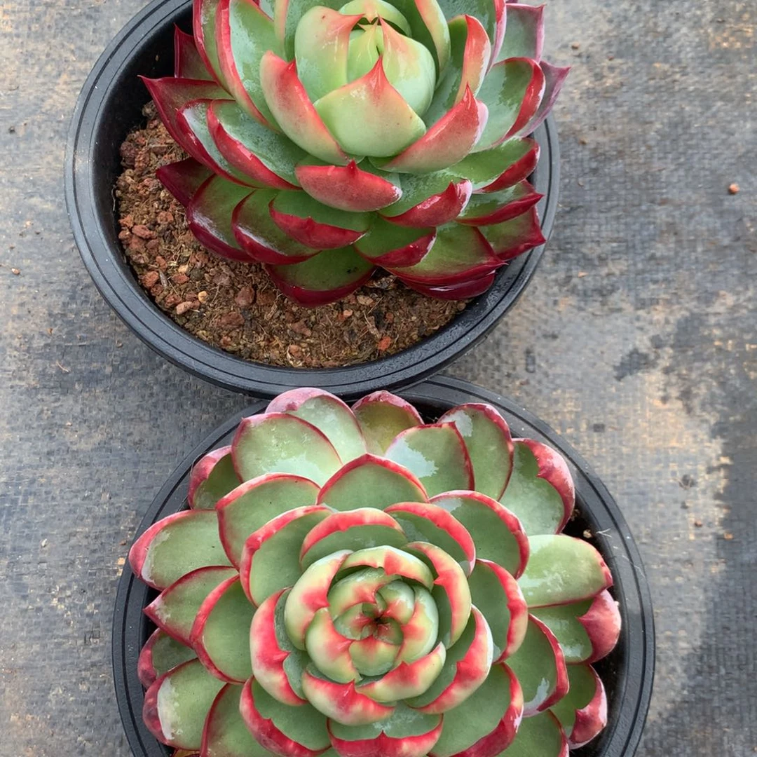 2630号多肉植物惊鸿2颗，，13