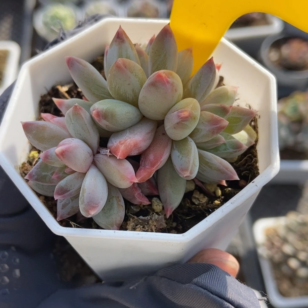 890梦幻美人多肉植物