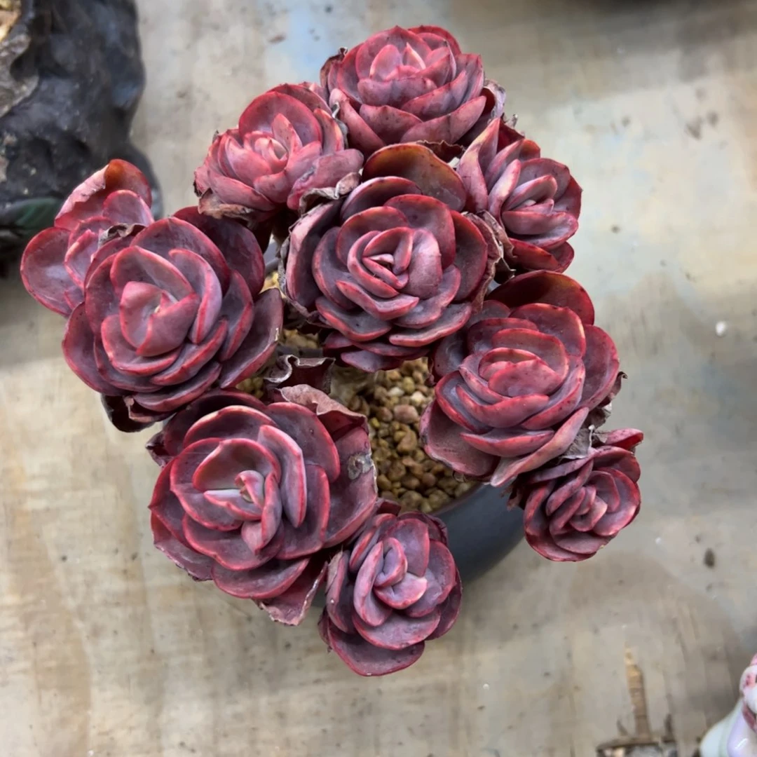 秀妍18 零零多肉植物