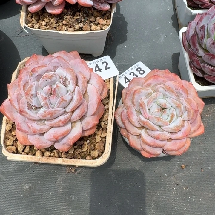 罗***敏雪之魄         今日新品上新多肉植物