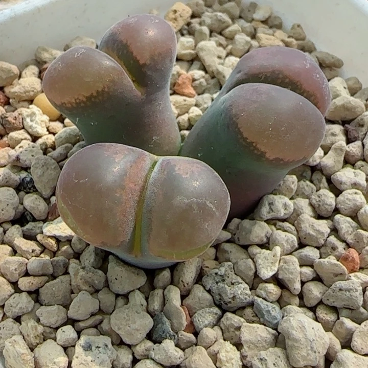 多肉植物风铃母本82号