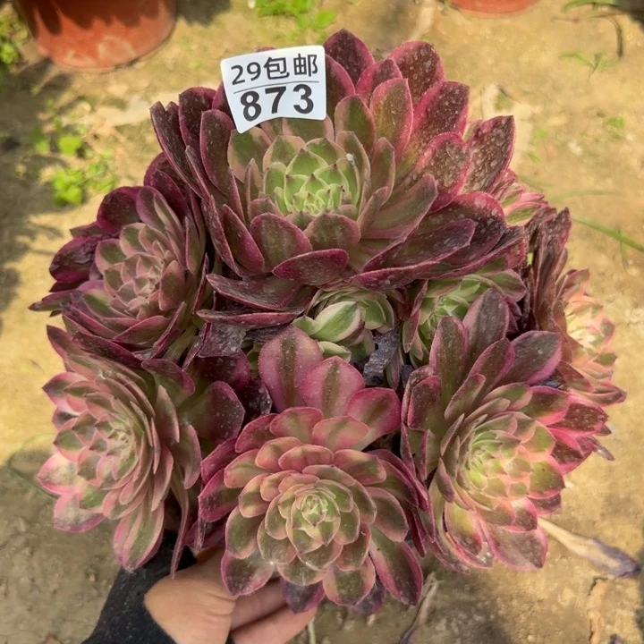 火龙果……多肉植物……