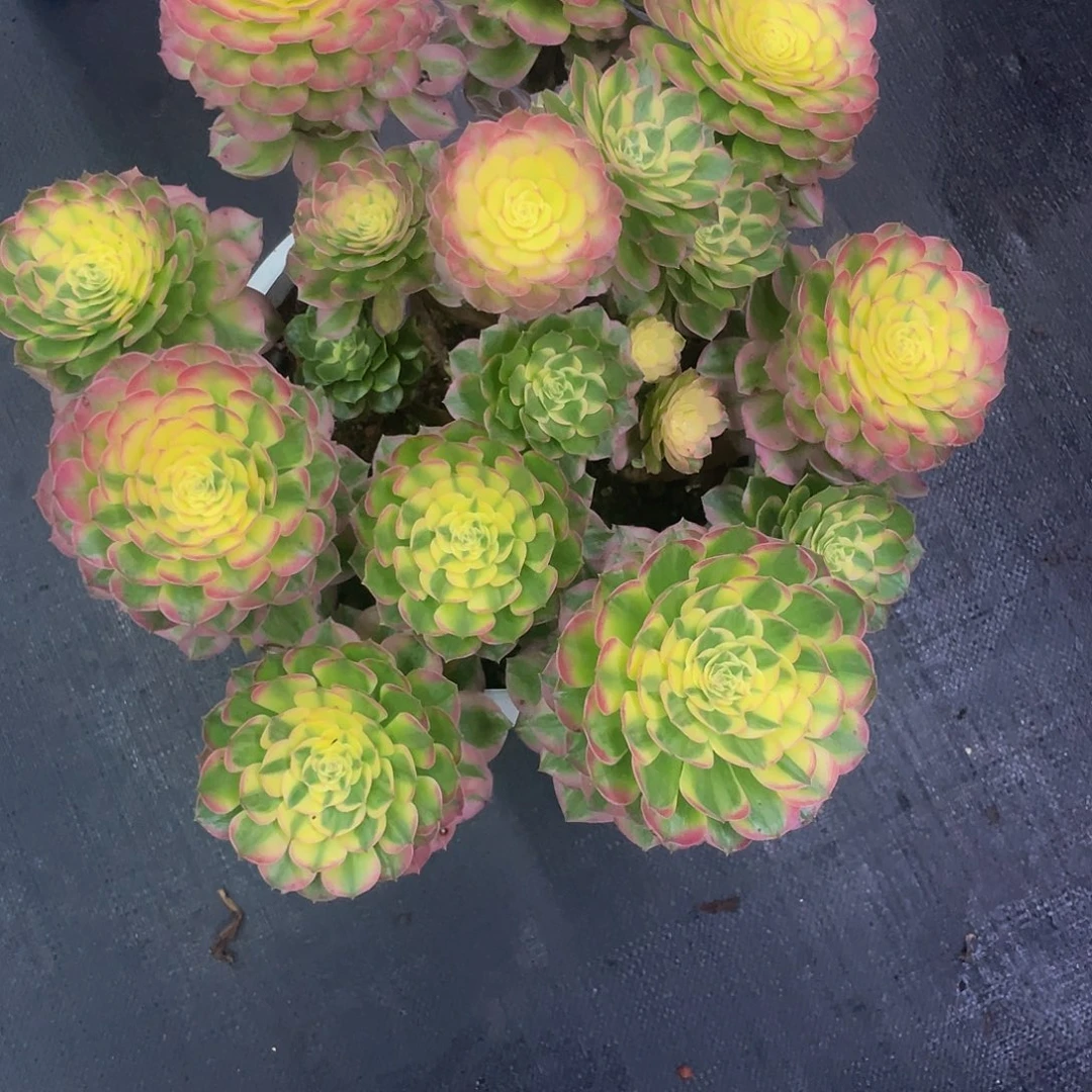 林***虎海王手捧完美捧花