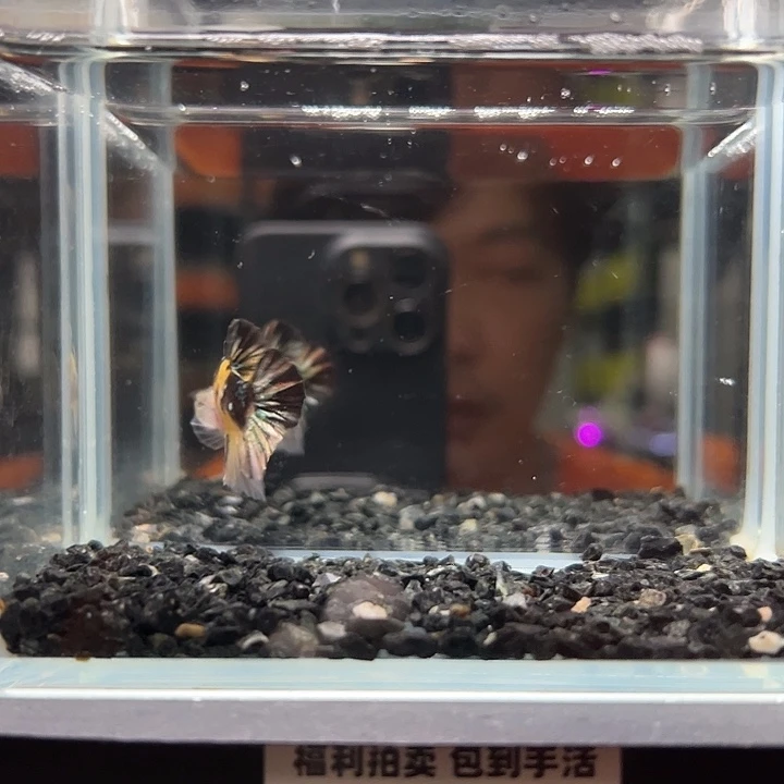 斗鱼竞拍跑单拉黑27日37
