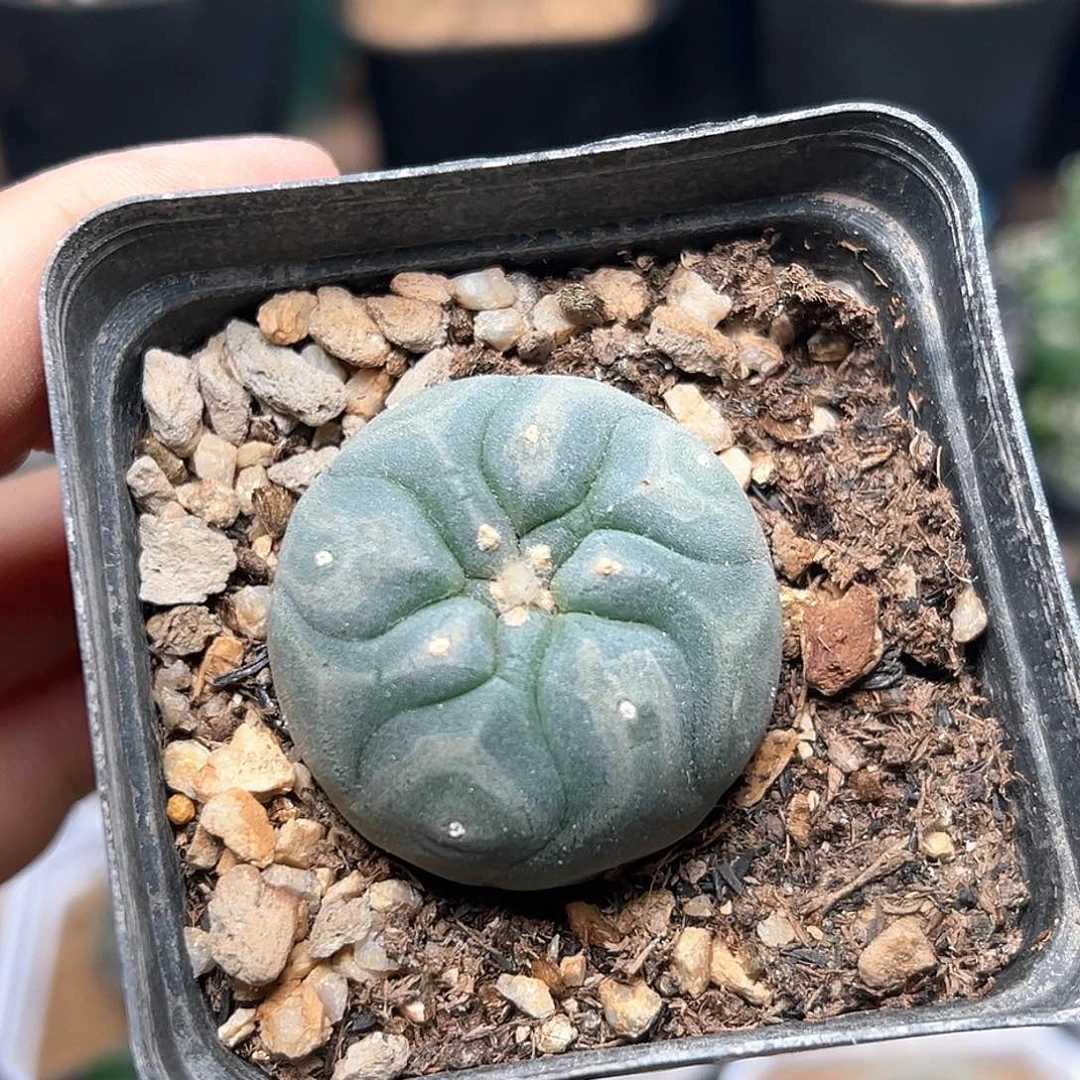 无花朵葫芦尤海鲜实生