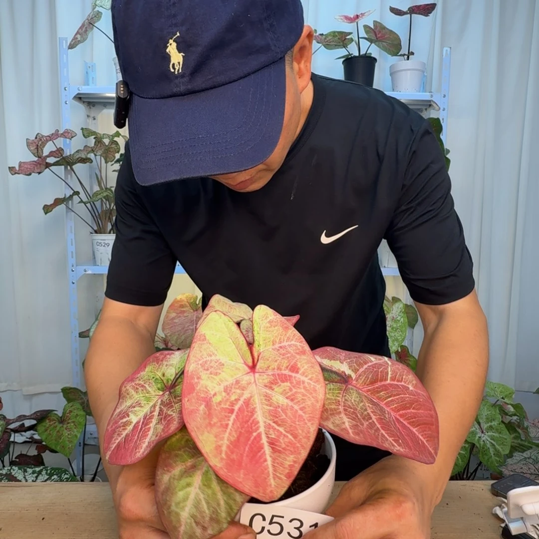 无花朵泰彩不知名   C531