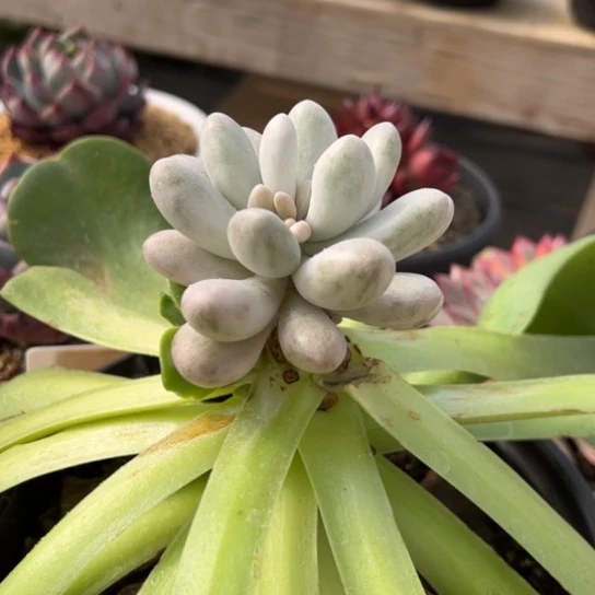 汤圆锦 夏鸣园艺