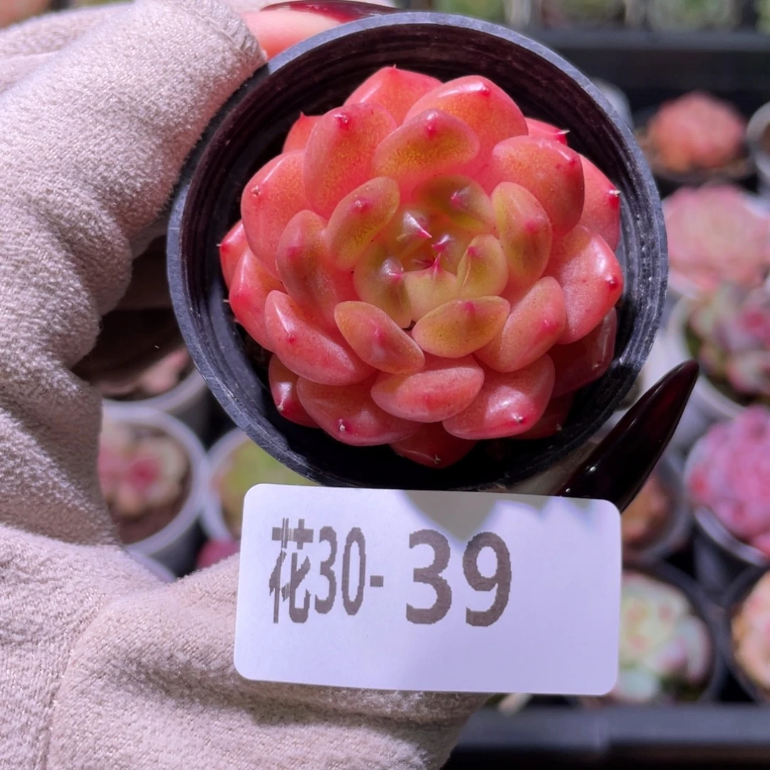 花利美30-39灵翠单头