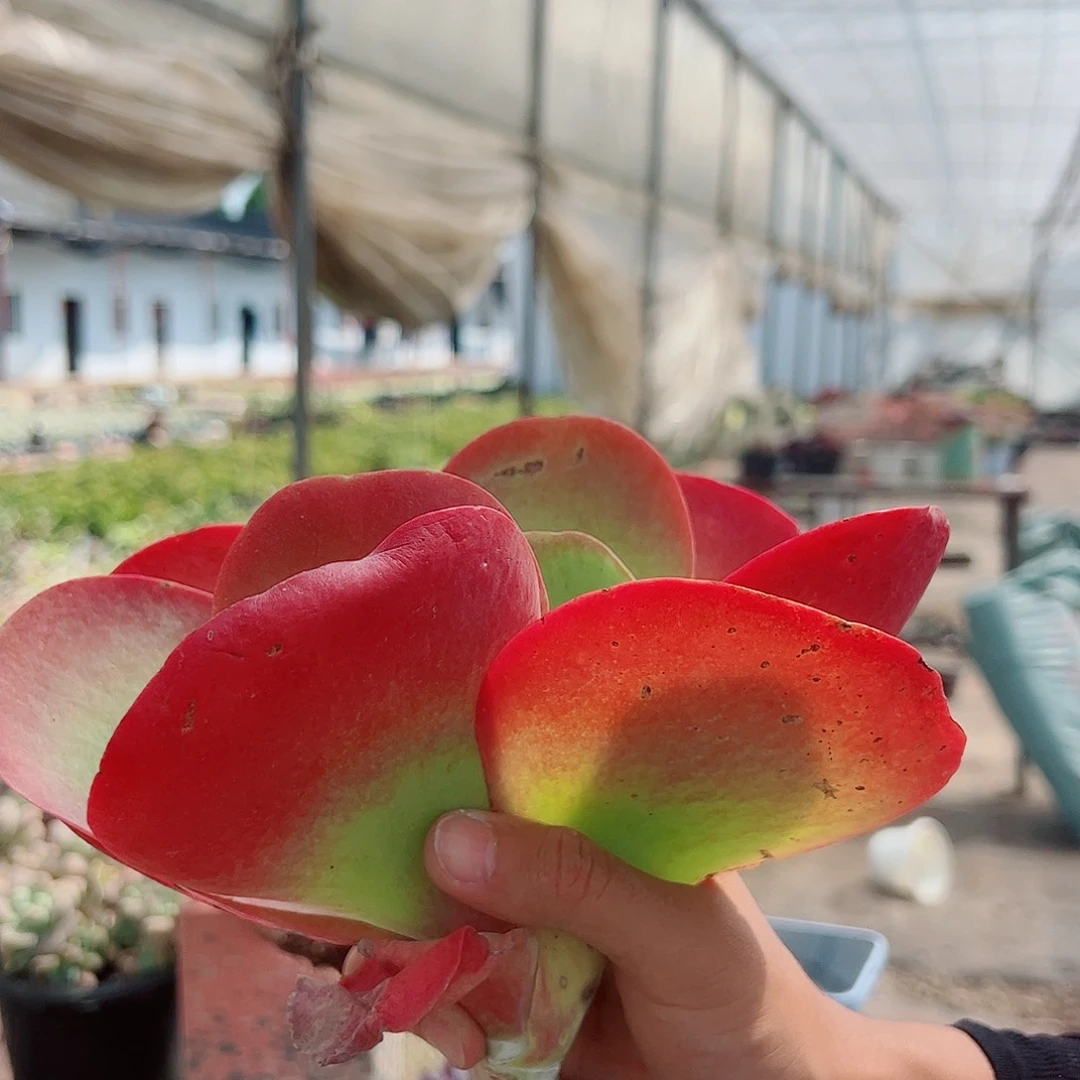 唐印 大单头 多肉植物