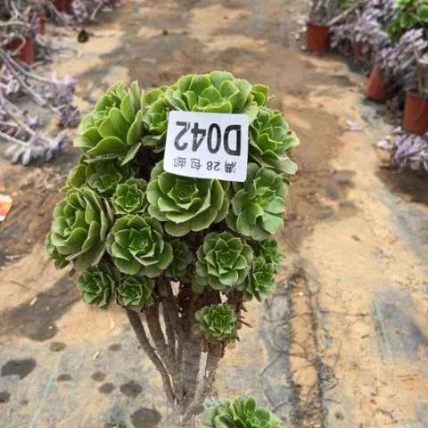 弓****张042母本有砍不包断枝