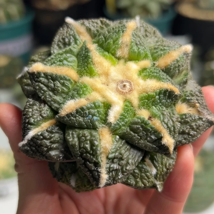 389 可帮发根可发货