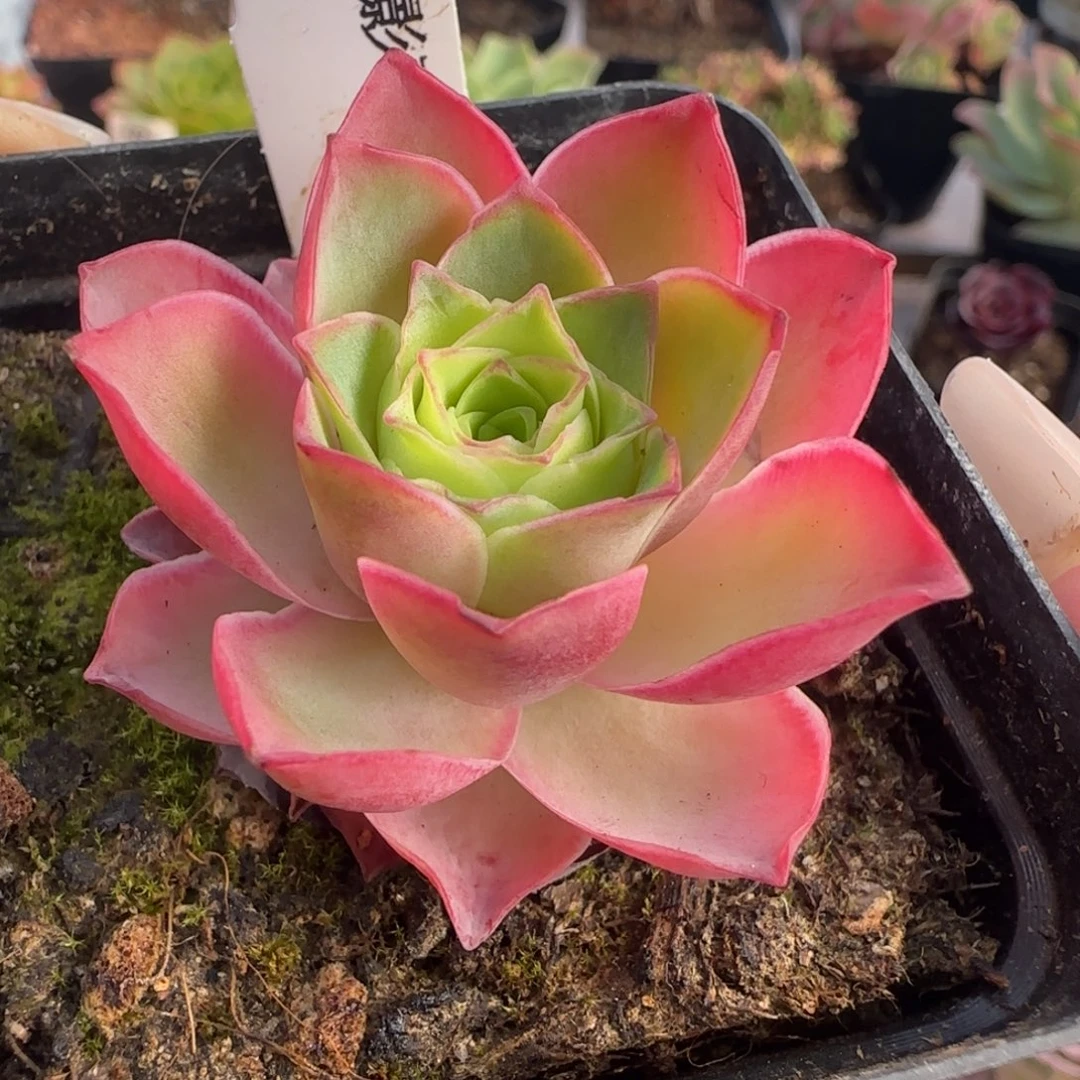 L590半城玫瑰魅影不含盆土