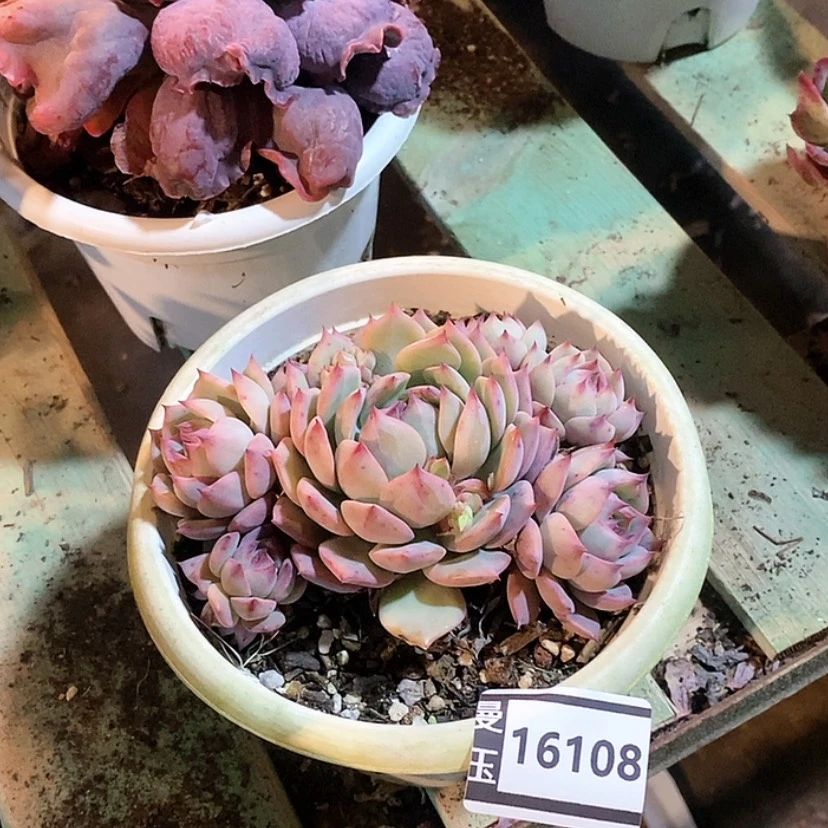 【闪购商品】棱镜16108