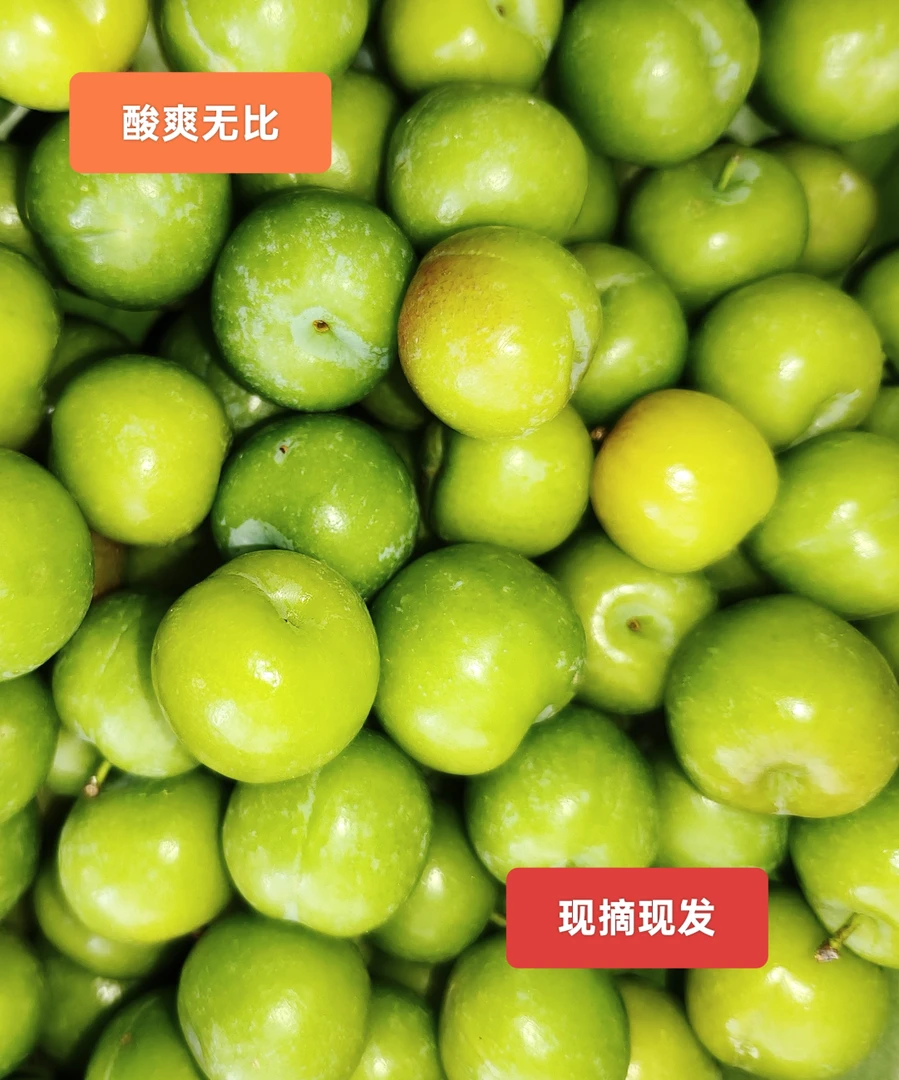 云南普洱新鲜酸脆三月李孕妇水果《送辣椒面》
