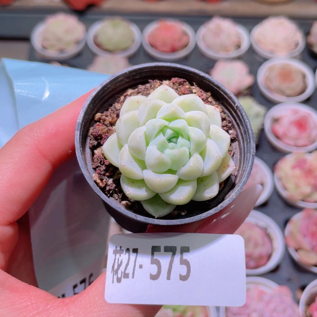 花利美27-575厚叶月影