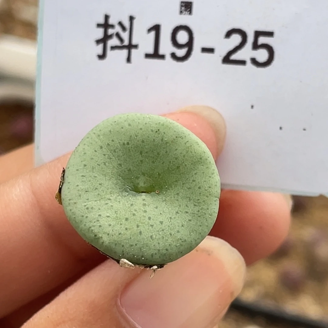 19-25酒杯多肉植物