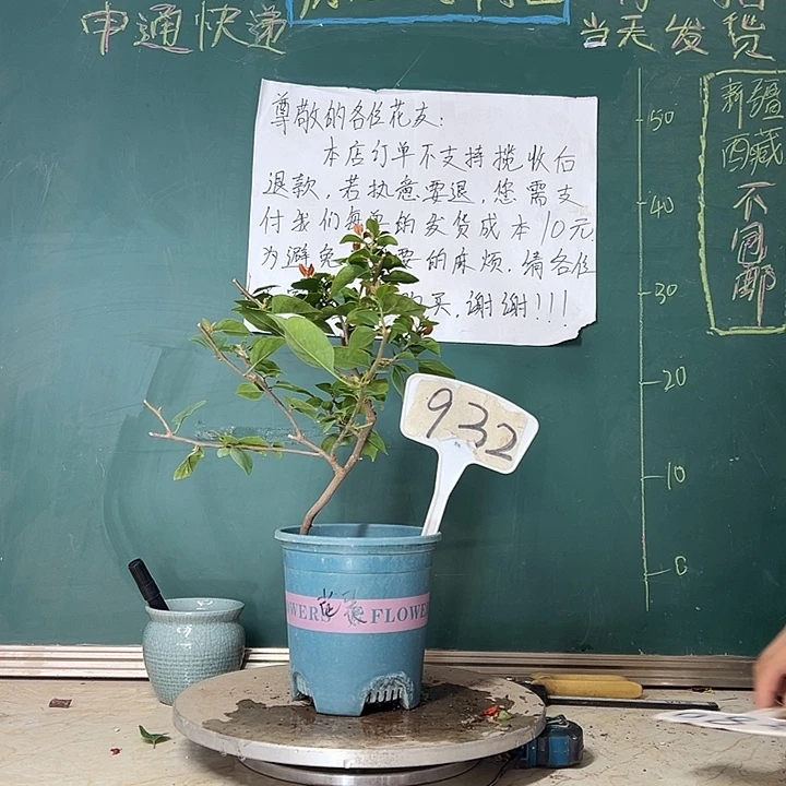 当前无花栽培后可以开花造型 热带花束932